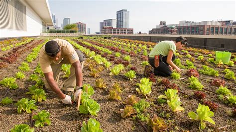 Rooftop Farming Is Getting Off The Ground : The Salt : NPR