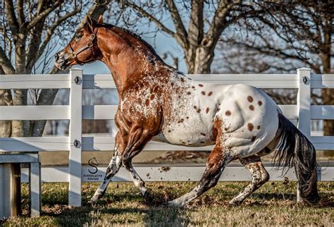 A spotted Appaloosa : pics