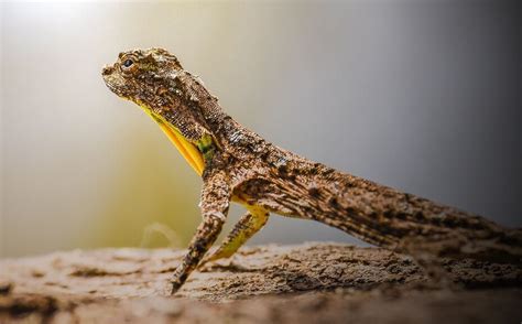 Draco Lizard: Care Guide & Species Profile