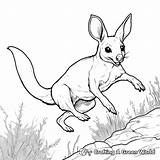 Wallaby Coloring Pages  Free & Printable sketch template