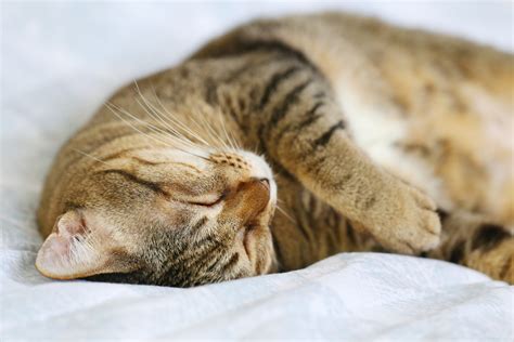 Why Do Cats Sleep With Their Heads Upside Down? (Find Out Now!) – Pet Advisers