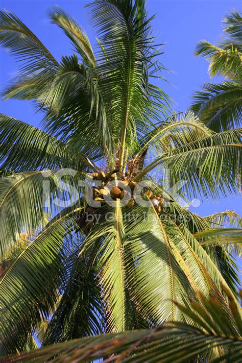 Kauai Hawaii Palm Trees stock photos - FreeImages.com