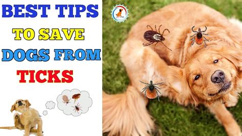 Tips To Prevent Your Dog From Ticks / in Hindi / ways to prevent ticks in dog - YouTube