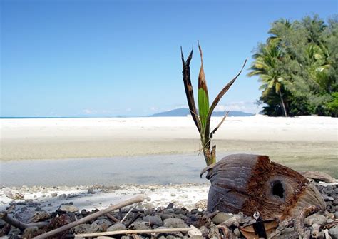 Coconut cultivation practices for India: Coconut organic cultivation practices for India