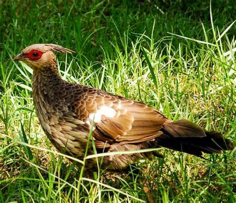 Cheer pheasant photos | Birds of India | Bird World