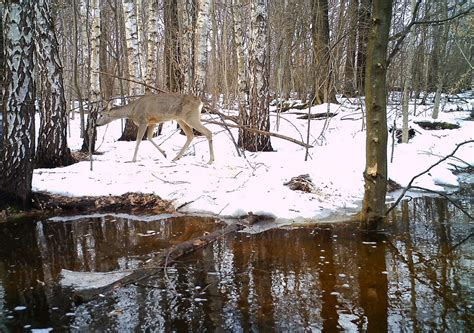 Wildlife in the Chernobyl Exclusion Zone: Bears, Wolves and Rare Horses Roam the Forests