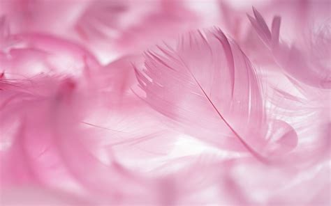 🔥 Download Pink Feathers Pretty In Feather Wallpaper by @rickyp ...