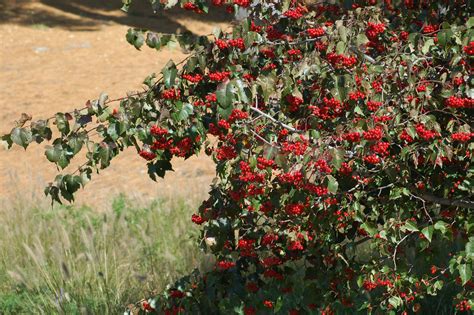 A Complete Guide to Washington Hawthorn Trees