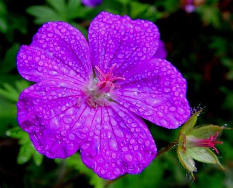 30 Heart Grasping Morning Dew Photography - WordPress Aisle