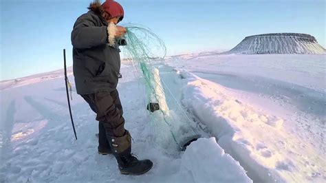 Hunting seals on dogsleds in Greenland with Inuits using nets - YouTube