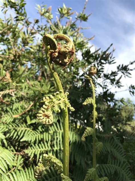 Tree fern Katoomba NSW. Looks like a Cyathea but which one | Tree fern, All plants, Plants