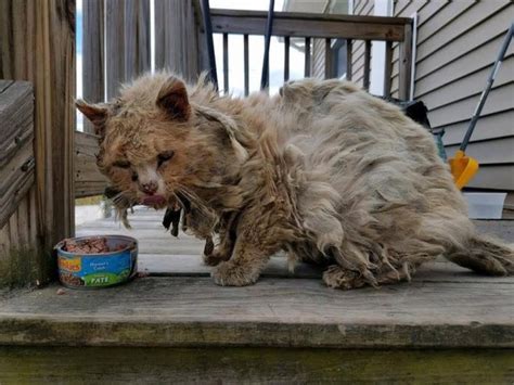 Gatinho abandonado que foi encontrado em muito mau estado é resgatado e se recupera totalmente