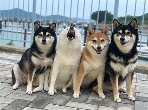 This Funny Shiba Inu Playfully Ruins Her Group Family Photos