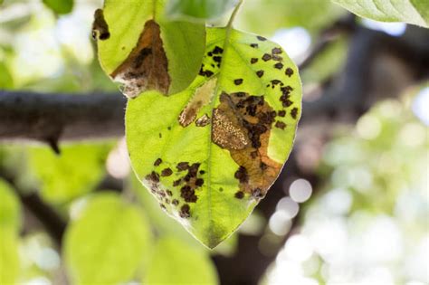 Bradford Pear Tree Diseases » Tips on Identification & Control