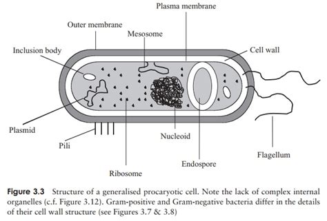 The procaryotic cell and its structure