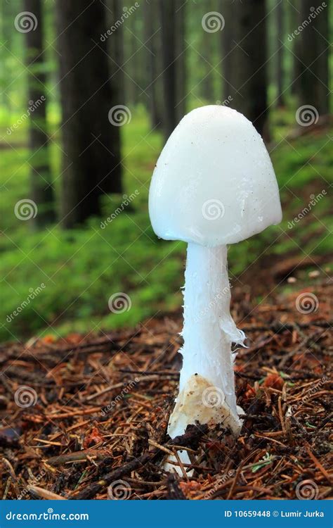 Mushroom Destroying Angel Royalty Free Stock Photos - Image: 10659448