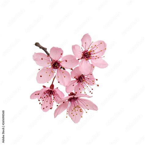 Pink Cherry Blossom Flower Branch