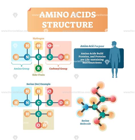 Amino acids structure vector illustration infographic | Chemistry lessons, Amino acids, Biology