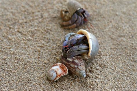 Do Hermit Crabs and Shells Have a Symbiotic Relationship? - Avid Aquarist