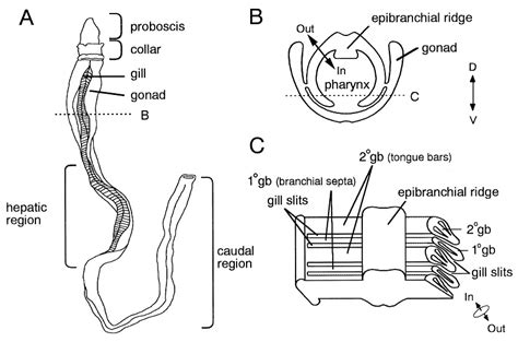 Characterization of gill‐specific genes of the acorn worm Ptychodera ...