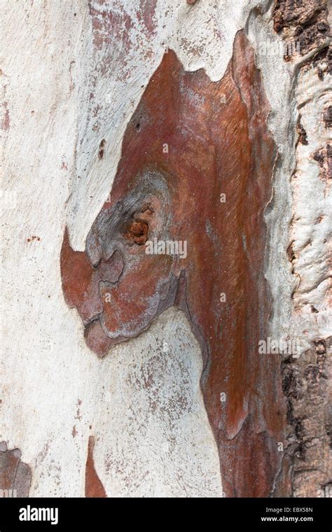 Eucalyptus tree bark Stock Photo - Alamy