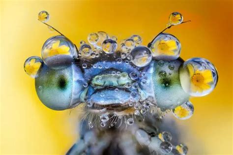 Extreme close up photography shows insects and nature in unprecedented ...