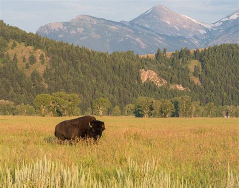 A bison in Grand Teton National park | Smithsonian Photo Contest ...