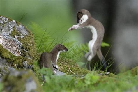 Stoats as Pets: Guidelines and General Tips - Is It Legal?