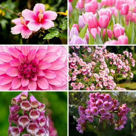 32 Gorgeous Pink Perennial Flowers That Will Bloom Forever • TasteAndCraze