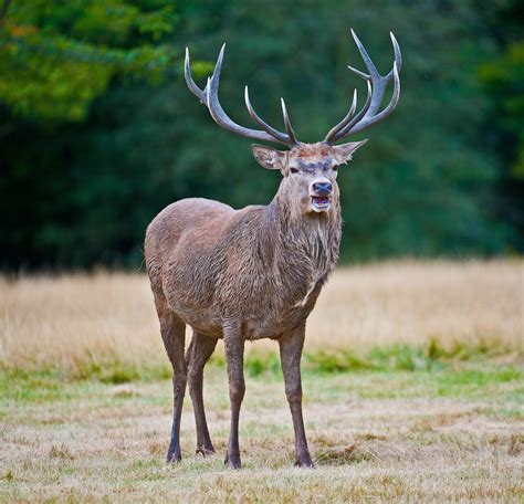 Anthony Miners Wildlife Photos: Red Deer in Richmond Park