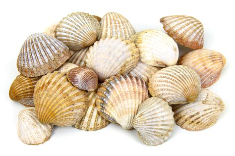 Sea Shells Free Stock Photo - Public Domain Pictures