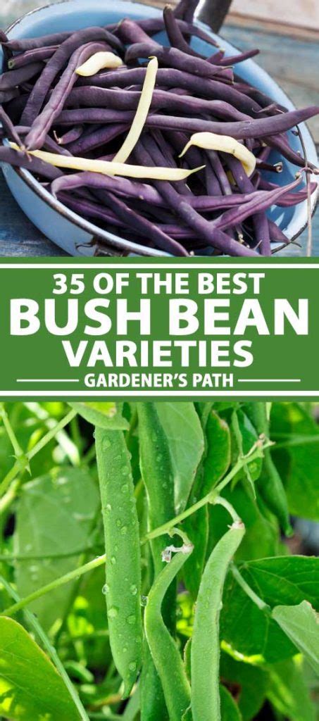 35 of the Best Bush Bean Varieties | Gardener’s Path