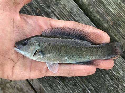 Maryland Biodiversity Project - Cunner (Tautogolabrus adspersus)