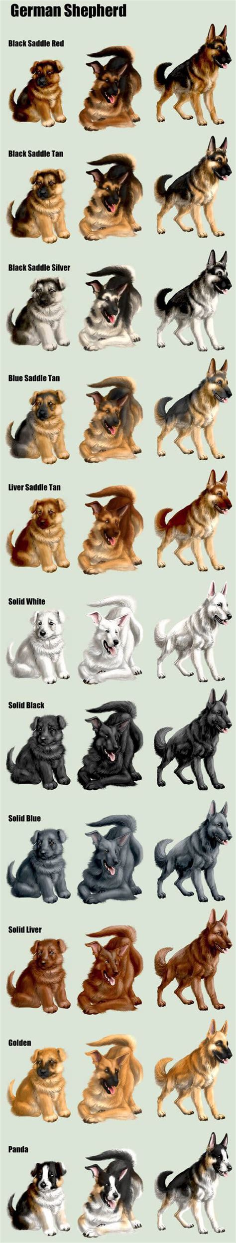 What Color Will Puppies Be