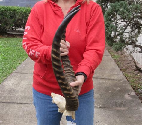 21 and 22 inch African Lechwe Horns and Skull