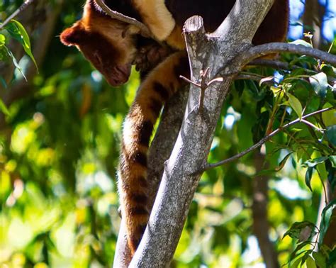 Ursine tree-kangaroo - Facts, Diet, Habitat & Pictures on Animalia.bio