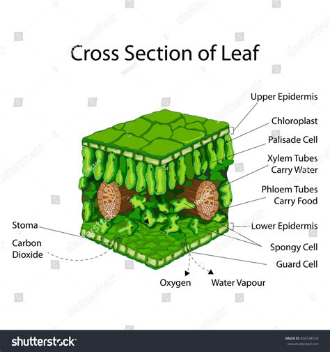 40 cross section of leaf diagram