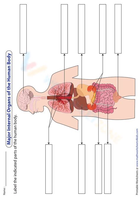 Label The Organs In The Human Body Worksheet