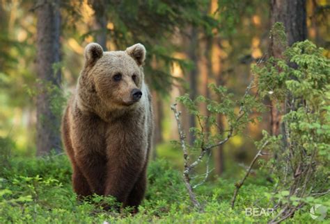 Photographing the Brown Bears of Finland | Nature TTL