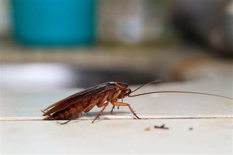 4 Best Cockroach Traps for 2024 (That Actually Work)