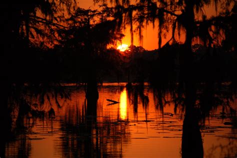 Louisiana Swamp Scene Wallpaper - WallpaperSafari