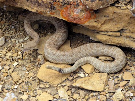 Colorado Rattlesnakes: What Sportsmen Should Know - Colorado Outdoors ...