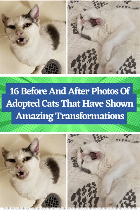 16 before and after photos of adopted cats that have shown amazing ...