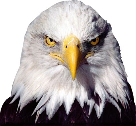 Bald Eagle Bird - eagle png download - 796*735 - Free Transparent Bald Eagle png Download ...