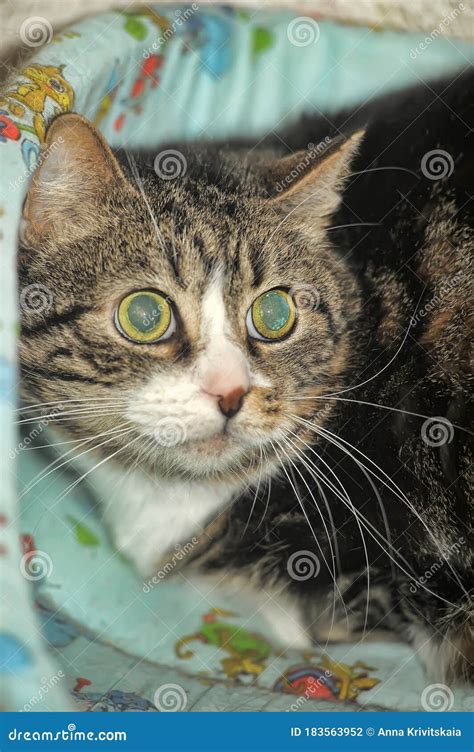 Cat with huge scared eyes stock photo. Image of eyes - 183563952