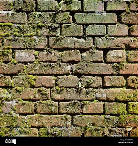 mossy wall bricks Stock Photo - Alamy