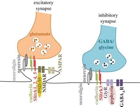 Schematic diagram depicting the molecular organization of excitatory... | Download Scientific ...