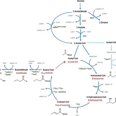 Butanol production with different variants of acetoacetyl-CoA-derived... | Download Scientific ...