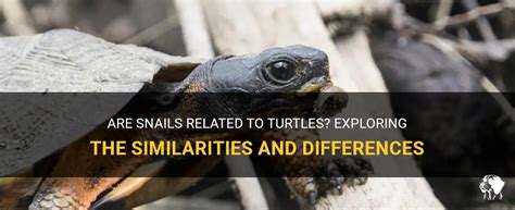 Are Snails Related To Turtles? Exploring The Similarities And Differences | PetShun