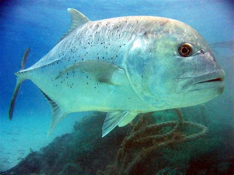 Hawaii angler lands rare giant ulua